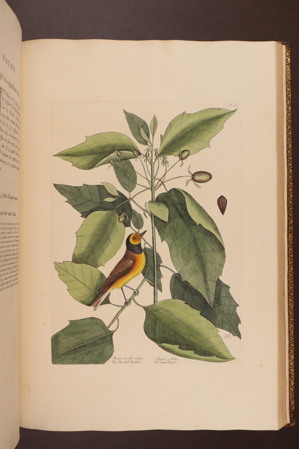 Plate 60